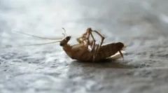 Gel kuće napreduju od žohara
